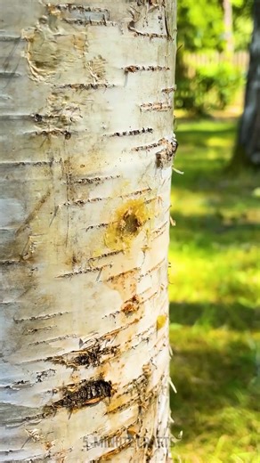 11M views · 10K reactions | 2 clever ways how to get water in the woods ⛺️ | 5-Minute Crafts | Facebook