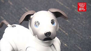 Japanese tech giant Sony delivers its all-new robotic dog Aibo after a 12-year hiatus. | Nippon TV News24 Japan