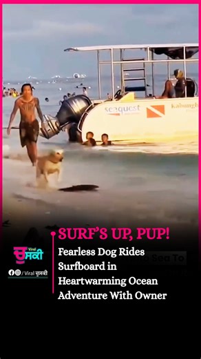 @viralchuski on Instagram: "Surf’s Up, Pup! Fearless Dog Rides Surfboard in Heartwarming Ocean Adventure With Owner In a heartwarming and awe-inspiring moment, a man tossed a surfboard into the sparkling sea, setting the stage for an unforgettable twist: a fearless dog leapt onto the board, ready to ride the waves. With instinct, balance, and pure joy, the pup turned a simple throw into a thrilling adventure, gliding across the water as the sun shimmered on the waves. The clip captures the perfe