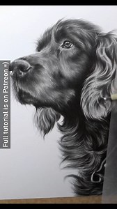 My latest graphite drawing has such a lovely range of fur textures. From shorter, shiny fur to longer overlapping fur, this portrait really required a range of pencil and layering techniques. One thing I really focused on for this piece was to ensure that I made the fur dark enough before adding in highlights. If the graphite is applied in the right way, providing the right techniques are used with the erasers, then lighter highlights can be added on top. This is always my preferred way of drawi