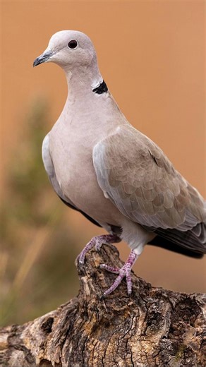How hard can an Eurasian Collared Dove Coo?