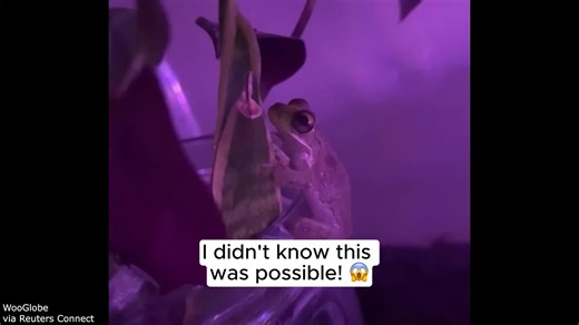 That is actually so cool!! #animalsoftiktok #funnyvideos #dailydoseofinternet