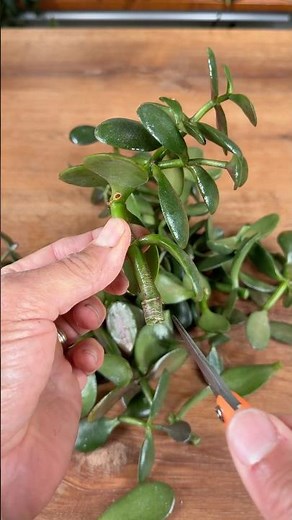 How To Reset and Propagate a Jade Plant