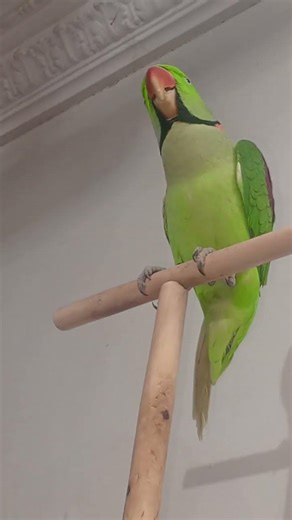 Parrot Calling Sounds | Bird Natural Voice #shorts #parrot #animals @ParrotReels