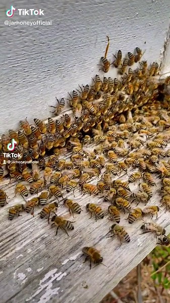 The Fascinating Behavior of Bees and Washboarding