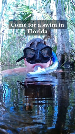 Occasionally when looking for turtles and other freshwater inhabitants | come upon alligators, I always do my best to respect their space and never get too close. Never attempt to interact with dangerous wildlife, especially alligators. Situations like this should be avoided at all costs. #alligator #fyp #reptile #tiktok #nature #wildlife #duet #viral #adventure #yolo #turtle #python #snake #dangerous #donotattempt #trainedprofessional