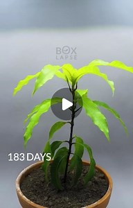 Boxlapse on Instagram: "One year in one minute. Seed to mango tree 🥭 Support our growing videos by also subscribing to boxlapse on youtube! - - #timelapse #timelapsevideo #timelapsephotography #youtube #watchplantsgrow #nature #gardeningtips #gardening #urbangardening #urbangardener #mango @boxlapsefilms"