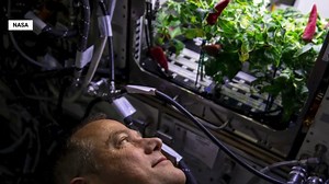 Researchers are working to grow fruits and vegetables in space