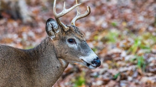 Out-of-state deer hunters are pursuing big bucks in Kansas. Should it let more of them in?