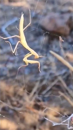 mantis vs spider 🕷️