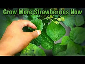 The One Strawberry Runner Mistake Everyone Makes