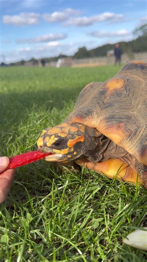 30K views · 574 reactions | Ruby, our red-footed tortoise, loved her little walk in the grass with a few tasty fruit and veg snacks along the way! 𣏕 Make sure to visit Ruby and her fellow red-footed tortoise friends in our butterfly house next time you visit us. #JimmysFarm #RubyTheTortoise #ButterflyHouse #FarmFun #WildlifePark | Jimmy's Farm & Wildlife Park | Facebook