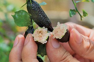 Comment apprivoiser le citron caviar en cuisine ?