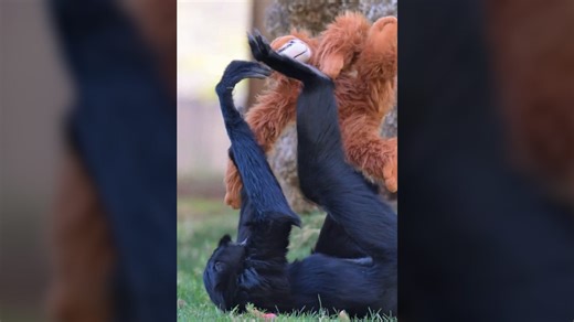 Primates get their own orangutan toys. See adorable Punch tribute.