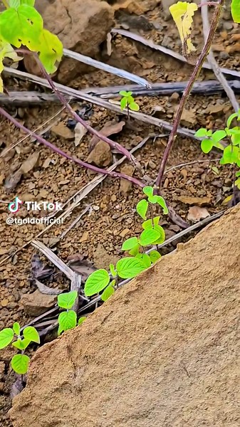 Uncovering Hidden Treasures: Gold Panning Techniques