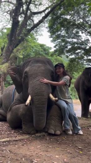 This elephant is really beautiful...... #Naturally, all things are treasures #Little elephant #Eleph