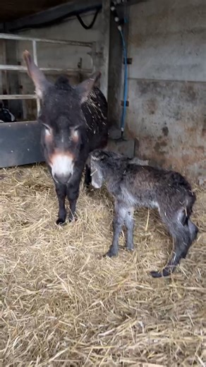 Another new arrival alert as we come LIVE from Cannon Hall Farm where Daffodil our donkey has just given birth. Join Farmers Rob and Dave for an introduction to the latest arrival - and don't forget to make your name suggestions in comments. | Cannon Hall Farm
