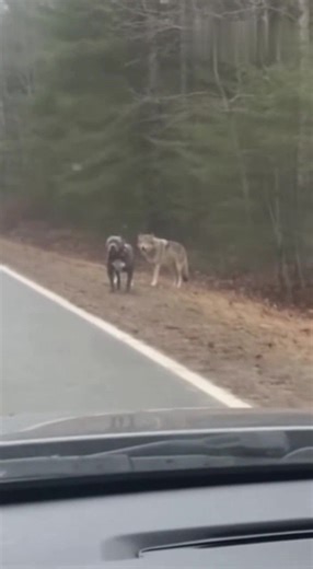 1.4M views · 20K reactions | Bully walking with wolves #americanbully #wolves | MBA Studio | Facebook