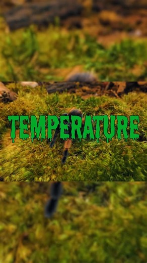 Tarantulas & Temperature - are your spiders COOKED!? #tarantula #spider #gagamba | The Tarantula Collective