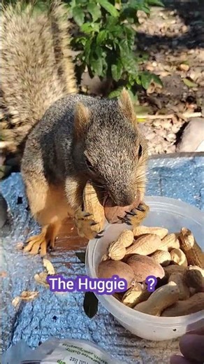 🐿️ Traffic Jam: The Hustler 2 🐿️ & The Huggie 🐿️ Squirrel 020426