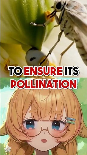 These Yucca Moths Pollinate ON PURPOSE!
