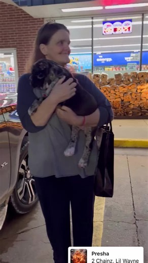 @Night Watcher’s Cane corsos | cane corsos