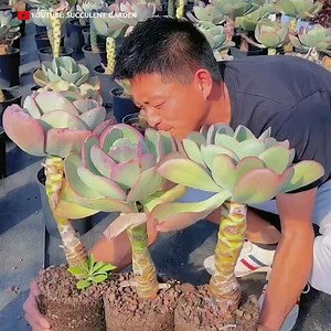 Beautiful succulent garden 🥰 | Succulents