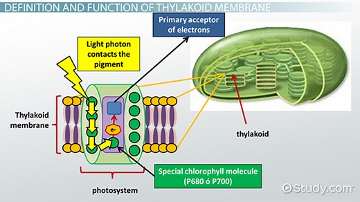 Thylakoid Membrane | Definition, Function & Structure