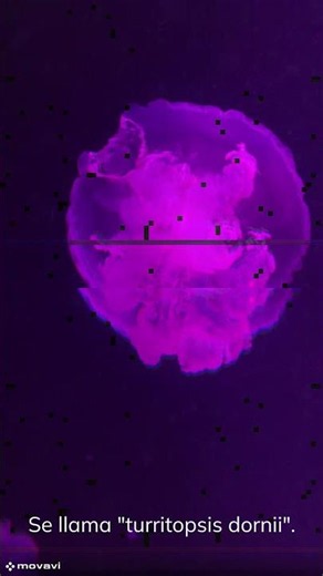 The jellyfish that can become young again