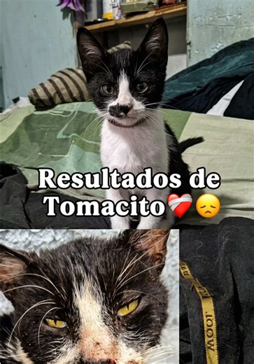 🚨💔 TOMÁS NECESITA UN MILAGRO 💔🚨 Este pequeño guerrero fue diagnosticado con FIV y leucemia felina… y aunque sigue luchando con todas sus fuerzas, su tiempo se está acabando. 😞🐾 Tomás no entiende por qué fue abandonado, por qué nadie lo mira, por qué cada noche duerme esperando una familia que nunca llega… 🥺 La realidad es dura: si no aparece una adopción responsable, la única opción será dormirlo para siempre. 💔 Pero antes de que eso pase, queremos intentarlo TODO. Porque Tomás merece co