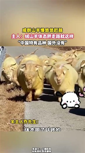 Goats in Slow Motion: The Cutest Crawl Ever