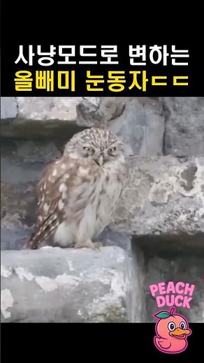 순식간에 사냥모드로 변하는 올빼미 눈동자ㄷㄷ