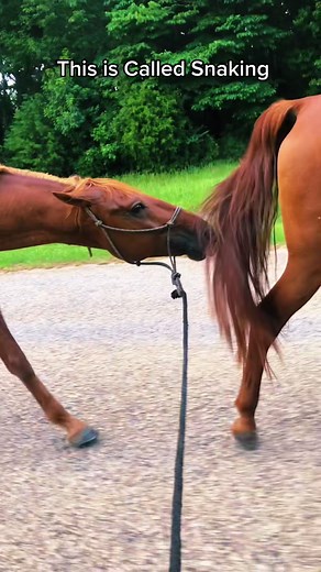 Stunning Horse Stallions: A Glimpse into Stallion Life