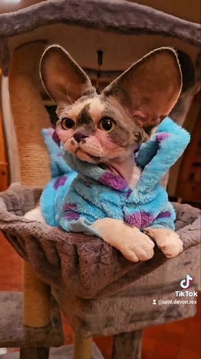 Umi Devon Rex on TikTok