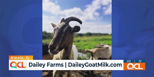 Alexis goat milk dairy farm celebrates anniversary
