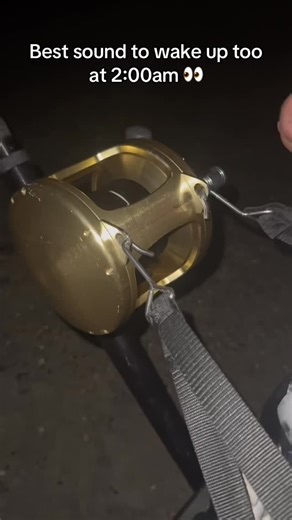 SC Sharking on Instagram: "Nothing like drag screaming to wake you up in the morning! @sharks_r_us_real #fishing #sharkfishing #sharks #landbasedsharkfishing #southcarolina #lbsf #charlestonsc"