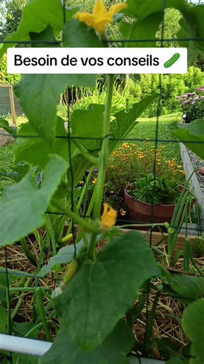 Besoin de vos conseils pour le potager : astuces permaculture & culture