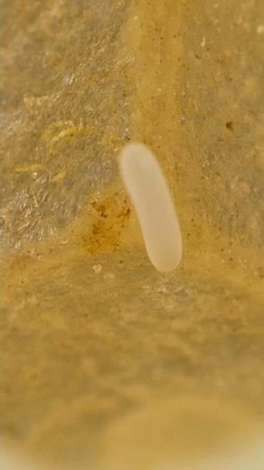 How a honeybee colony works?