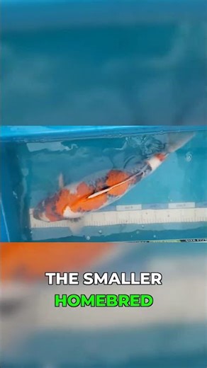 Amazing Koi Growth! 1 Month Results Revealed!