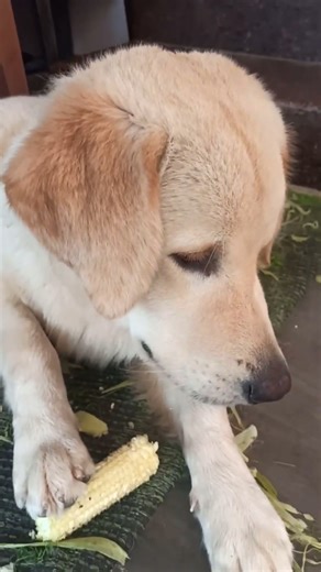 Dog Eats Corn Like a Pro 🌽😂 #FunnyDog #DogLovers