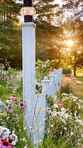 Gaura, also known as Whirling Butterfly Plant, is one of my favorites in the cottage garden! It’s a perennial in zones 5 and above so here in zone 5a, it often survives the winters but not always. I plan on replacing a few each year! I also treat it as an annual and use it in containers. I absolutely love how it blows in the breeze and how the sun dances on all the blooms! It attracts so many bees, butterflies and hummingbirds. It likes full sun to part shade, well-draining soil and grows to abo