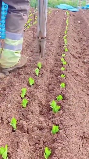 Precision Manual Seedling Transplanter Tool ! #shorts