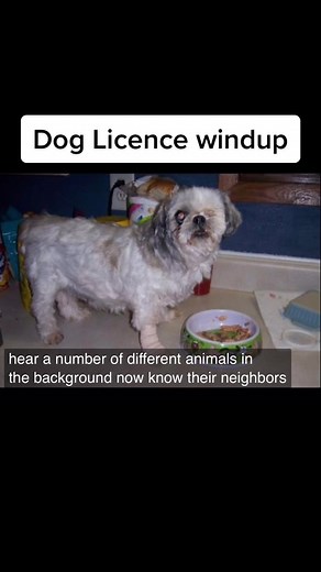 Classic windup from Corks 96fm…. excuse the subtitles 🤣🤣🤣 #viral #irish #fyp #radio #dog