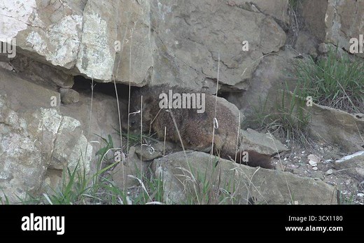 The yellow-bellied marmot, Marmota flaviventris, is a large rodent that occurs throughout much of the western United States and in parts of southwestern Canada Stock Video Footage - Alamy