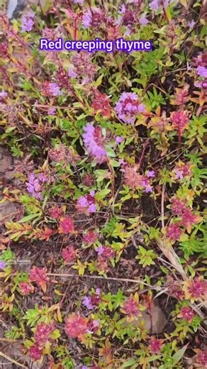 Red creeping thyme/Thymus praecox 'Coccineus' or related cultivars