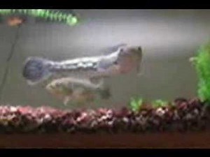 Snakehead VS. 8 inch bass