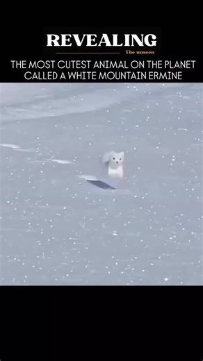 @revealingtheunseenn on Instagram: "White mountain ermines might just be the cutest animals on the planet. With their long slender bodies, tiny round ears, expressive whiskers, and that signature black-tipped tail, they already look like something out of a fantasy story. But what makes them truly magical is their seasonal transformation - reddish-brown in summer and pure snowy white in winter, changing color with the shifting daylight. Despite their adorable appearance, they're skilled hunters,