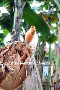 183K views · 4K reactions | Loài chim hót cực hay | Diễn Đàn Chim Cảnh Việt Nam | Facebook