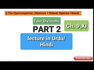 Gymnosperms:Cycads (division Cycadophyta)Gnetae , Gnetophyta)Ginkgo (divisionGinkgophyta)Conifers