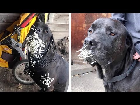 Dog Gets 500 Quills Removed After Being Attacked By Porcupine